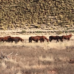 Wild Brumbies